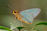 Pirdana distanti distanti (The Plain Green Palmer)