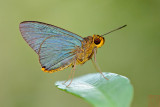 Pirdana distanti distanti (The Plain Green Palmer)
