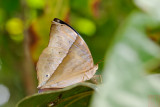 Zeuxidia doubledayi doubledayi