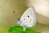 Plautella cossaea sonchus