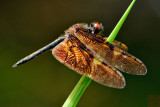 Rhyothemis obsolescens