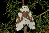 Lymantria narindra (Tussock moth)