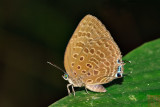 Arhopala aedias agnis