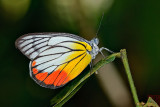 Delias hyparete metarete (Painted Jezebel)