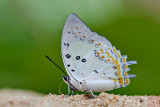 Polyura delphis concha (Jeweled Nawab)