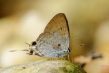 Zeltus amasa maximinianus (Fluffy Tit)