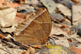 Thaumantis noureddin noureddin (Dark Jungle Glory)