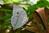 Zeuxidia aurelius aurelius (The Great Saturn) - female