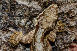 Ptychozoon kuhli (Kuhls Flying Gecko)