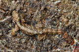 Ptychozoon kuhli (Kuhls Flying Gecko)
