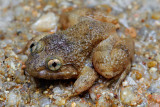 Limnonectes laticeps (Corrugated Frog)
