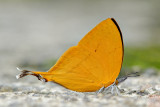 Loxura atymnus fuconius (Yamfly)