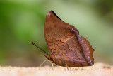 Charaxes bernardus crepax (The Tawny Rajah)
