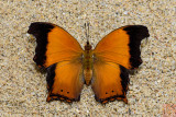 Rhinopalpa polynice eudoxia(Wizard)
