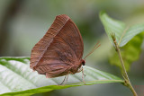 Thaumantis noureddin noureddin (Dark Jungle Glory)