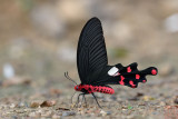 Atrophaneura polyeuctes polyeuctes (The Common Windmill)