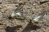 Graphium mandarinum kimurai (The Spectacle Swordtail)