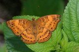 Rohana parisatis siamensis (The Black Prince) - female