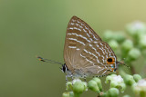Virachola kessuma deliochus (The Pitcher Blue)
