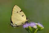 Rapala domitia domitia (The Yellow flash)