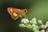 Oriens paragola