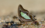 Polyura athamas athamas (Common Nawab)