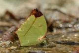 Dercas gobrias herodorus (The Angled Sulfur)