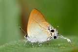 Hypolycaena merguia skapane (The Purple Tit)