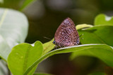 Arhopala myrzala conjuncta