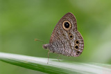 Ypthima baldus newboldi (Common Five Ring)