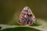 Arhopala abseus abseus