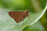 Polytremis lubricans - male