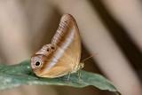 Coelites euptychioides humilis (The Restricted Catseye)
