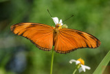 Dryas iulia (Julia Heliconian)