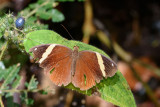Xanthotaenia busiris busiris