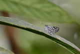 Plastingia naga