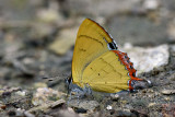 Heliophorus brahma (The Golden Sapphire)