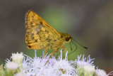 Potanthus trachala