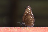 Euploea camaralzeman malayica (The Malayan Crow)