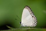 Lycaenopsis haraldus haraldus (The Felders Hedge Blue)