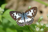 Castalius rosimon rosimon (The Common Pierrot)