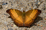 Vindula erota chersonesia (The Common Cruiser)