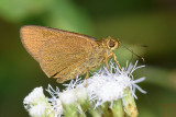 Pemara pugnans
