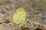 Eurema ada iona