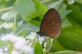 Euploea tulliolus ledereri (The Dwarf Crow)