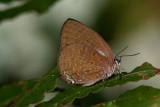 Arhopala agrata _LCA1395x.jpg