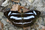 Athyma nefte subrata - male