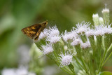 Potanthus omaha