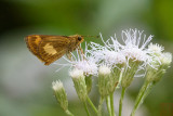 Oriens paragola