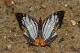 Cyrestis maenalis martini